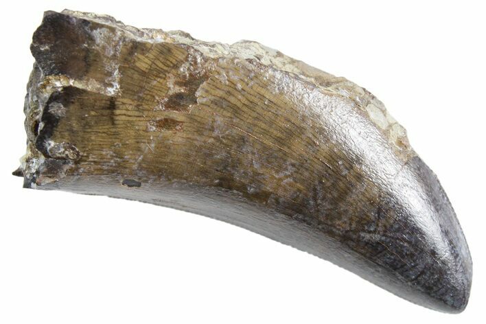 Serrated, Tyrannosaur (Nanotyrannus) Tooth - Montana #357083